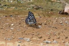 Papilio clytia