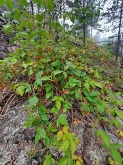 Rubus sachalinensis