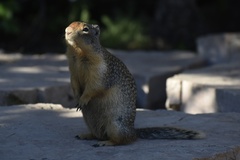 Urocitellus columbianus