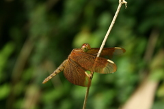 Neurothemis fulvia