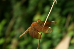 Neurothemis fulvia