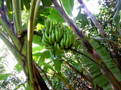 Musa