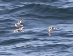 Phalaropus fulicarius