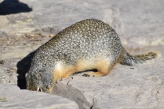 Urocitellus columbianus