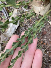 Acacia chrysocephala