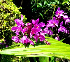 Spathoglottis