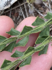 Acacia chrysocephala