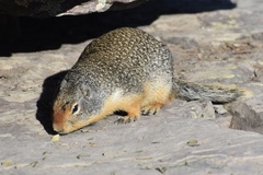 Urocitellus columbianus