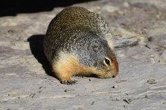 Urocitellus columbianus