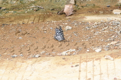 Papilio clytia