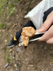 Hydnum rufescens