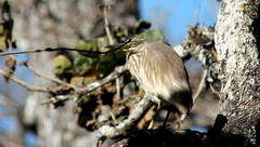 Ardeola grayii