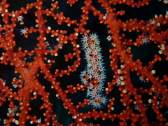 Chironephthya
