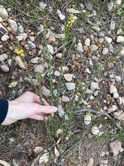 Acacia chrysocephala