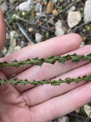 Acacia chrysocephala