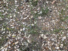 Acacia chrysocephala