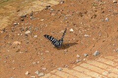 Papilio clytia