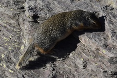 Urocitellus columbianus