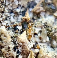 Solenopsis molesta