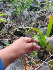 Arabis sagittata borealis