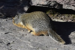 Urocitellus columbianus