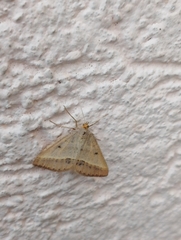 Isturgia arenacearia