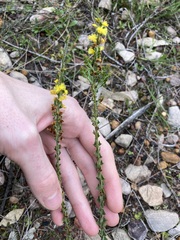 Acacia chrysocephala