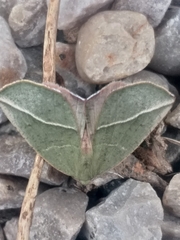 Drepanogynis olivescens