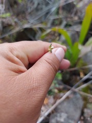Arabis sagittata borealis
