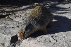 Urocitellus columbianus