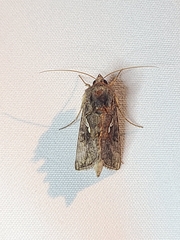 Autographa