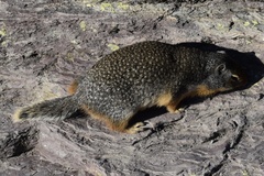 Urocitellus columbianus