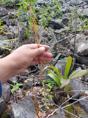 Arabis sagittata borealis