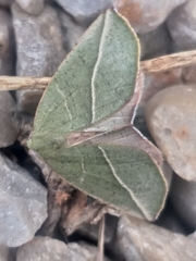 Drepanogynis olivescens