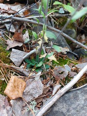 Arabis sagittata borealis