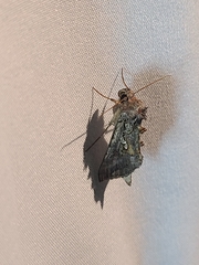 Autographa