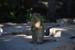 Urocitellus columbianus