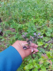 Saussurea controversa