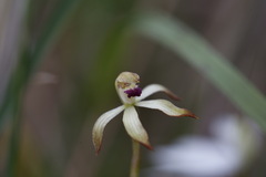 Caladenia testacea