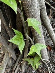 Passiflora suberosa