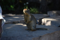 Urocitellus columbianus