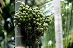 Areca