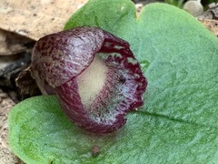 Corybas incurvus