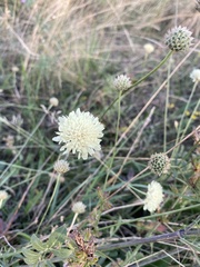 Cephalaria uralensis