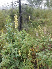 Aconitum barbatum
