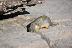 Urocitellus columbianus
