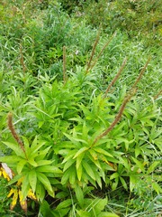 Veronicastrum sibiricum