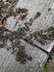 Euphorbia thymifolia