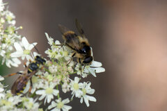 Cheilosia illustrata