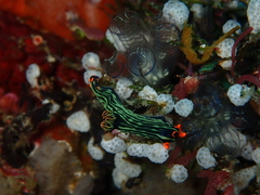 Nembrotha kubaryana